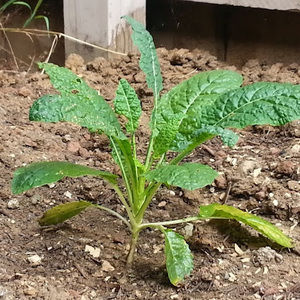 Meet your Posher, Samuel